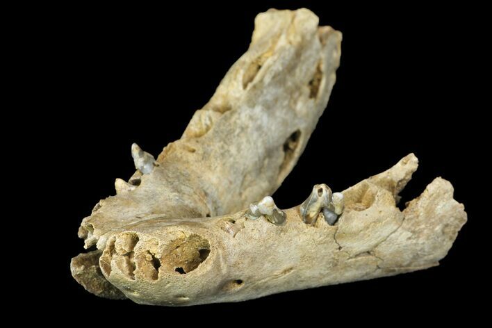 Fossil Juvenile Etruscan Wolf (Canis) Partial Mandible - Belgium #155000
